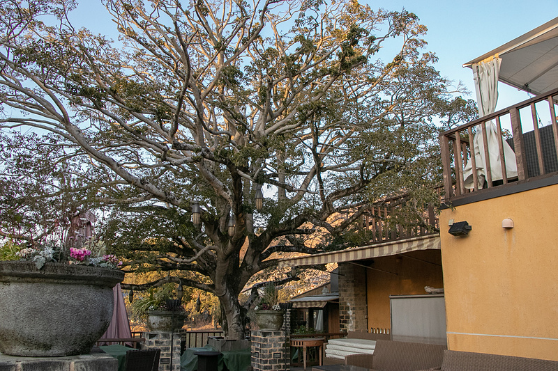 「ザ・ヒルトップテラス奈良」に併設するレストラン「仏蘭西料理 La Terrasse（ラ・テラス）」は、奈良公園を臨むテラスと、そのテラスの大きな木が目印