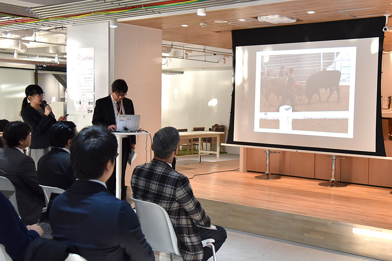 徳之島での闘牛見学を紹介するワーケーション実証事業参加者