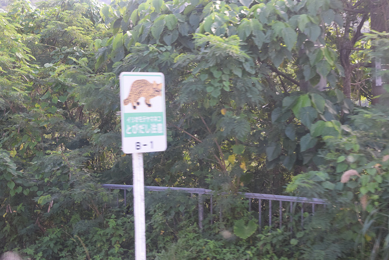 バスでの移動中に見かけたイリオモテヤマネコ注意の看板