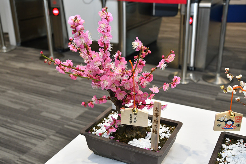 太宰府天満宮の梅の木から切り出されている梅鉢。接ぎ木されて3年ほどのものが使用される