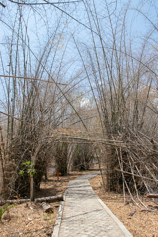 林の中をしばらく歩く