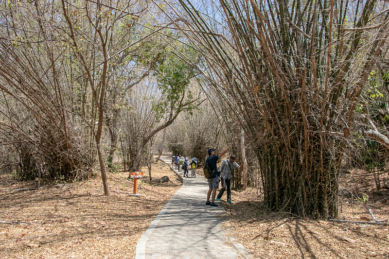 林の中をしばらく歩く