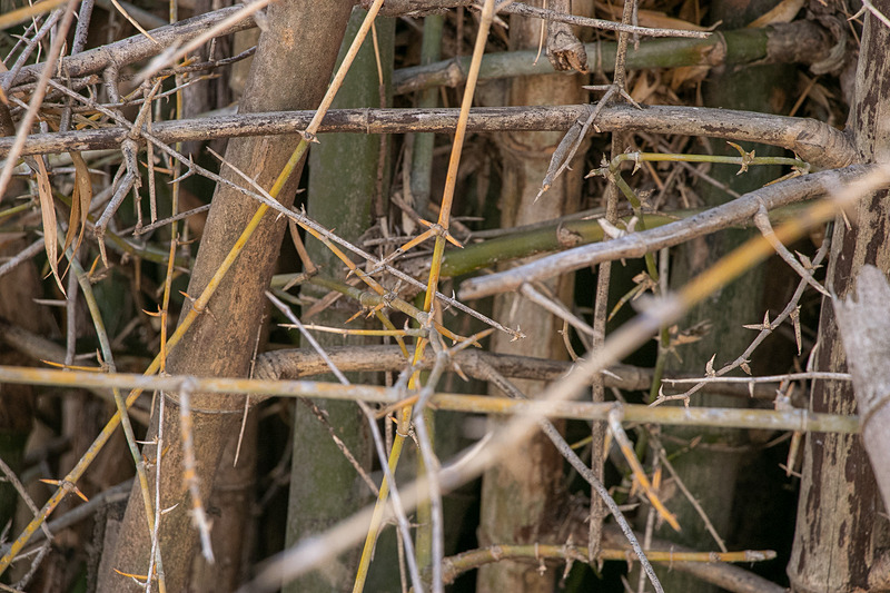 林の中をしばらく歩く