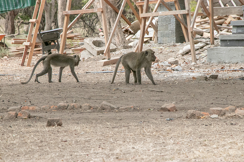 公園内には猿や水牛の姿も。レンジャーの「彼ら（コモドドラゴン）の食事だよ」という説明に少々驚いた。夜行性のコモドドラゴンは水牛を群れで襲うこともあるとのこと