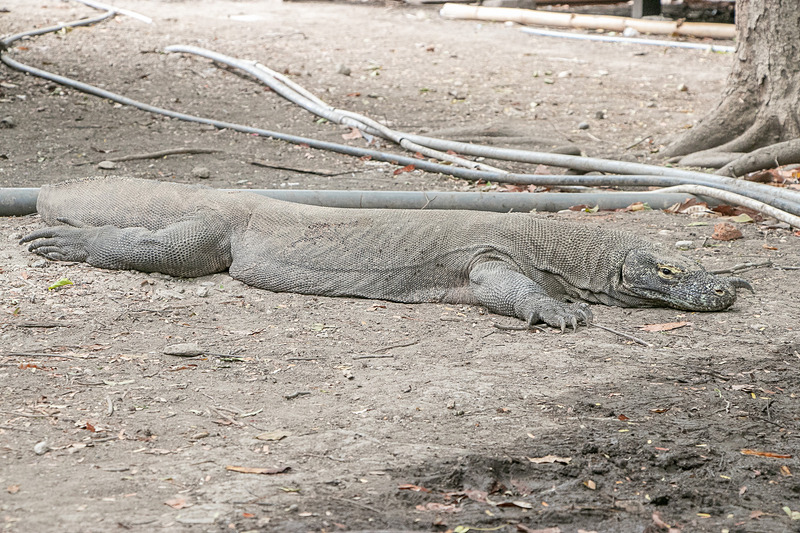 コモドドラゴンは昼間は基本的にまったりとしている