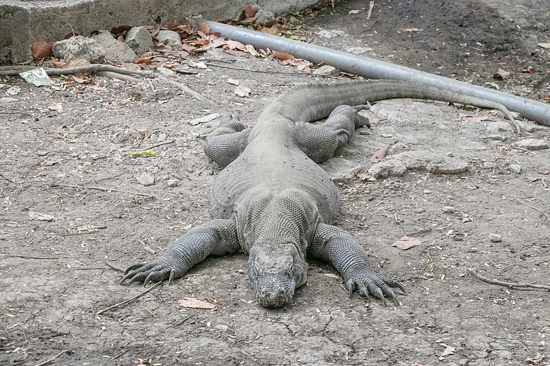 コモドドラゴンは昼間は基本的にまったりとしている