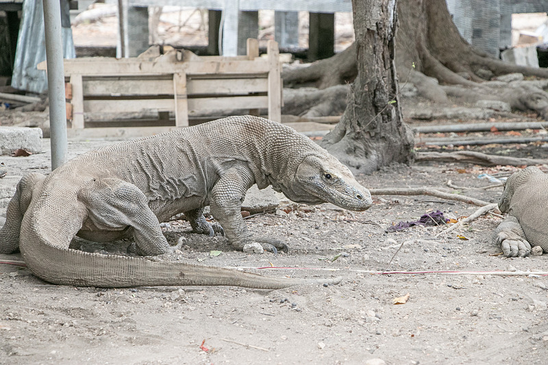 起き上がって移動すると、コモドドラゴンの大きさを実感して、やはり少々恐いが、ここまで接近できる機会はそうないだろう