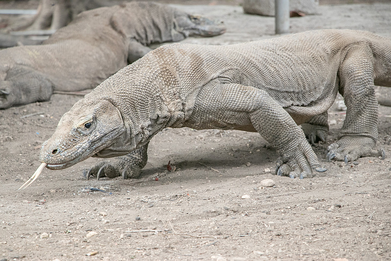 起き上がって移動すると、コモドドラゴンの大きさを実感して、やはり少々恐いが、ここまで接近できる機会はそうないだろう
