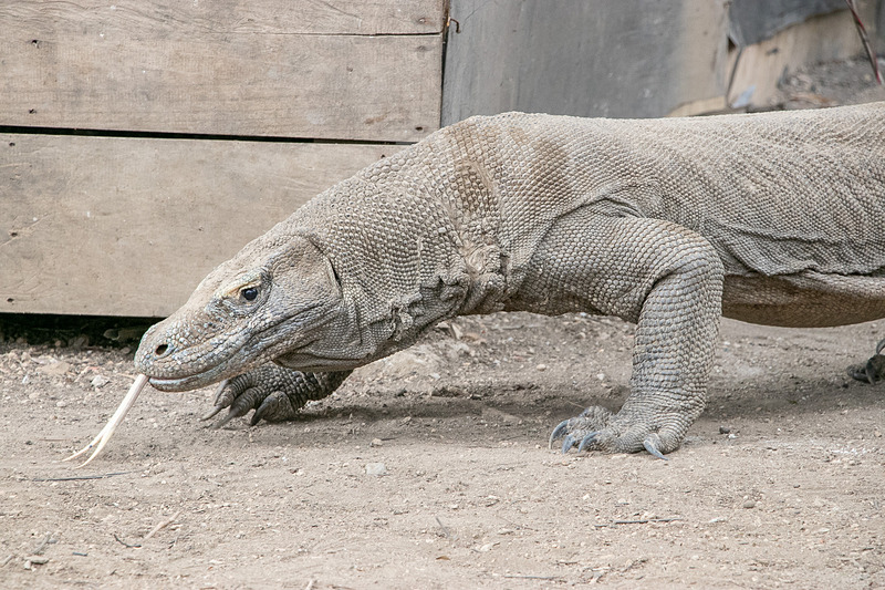 起き上がって移動すると、コモドドラゴンの大きさを実感して、やはり少々恐いが、ここまで接近できる機会はそうないだろう
