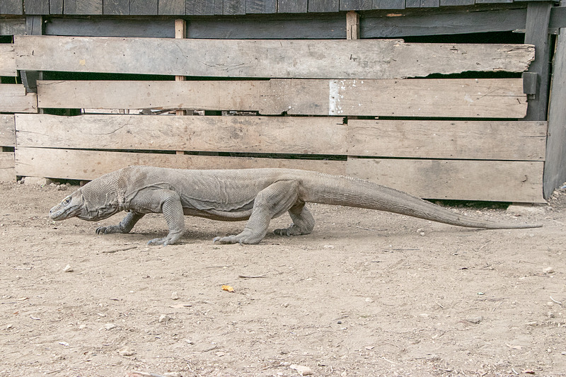 起き上がって移動すると、コモドドラゴンの大きさを実感して、やはり少々恐いが、ここまで接近できる機会はそうないだろう