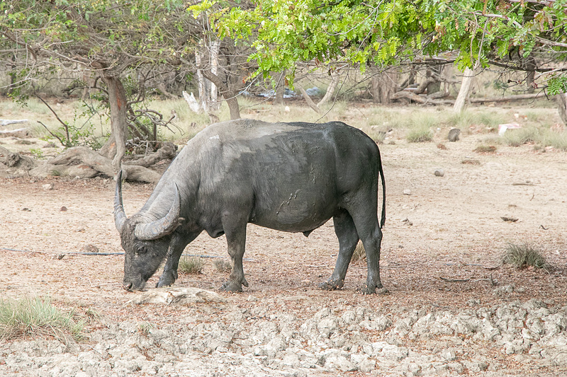 公園内には猿や水牛の姿も。レンジャーの「彼ら（コモドドラゴン）の食事だよ」という説明に少々驚いた。夜行性のコモドドラゴンは水牛を群れで襲うこともあるとのこと