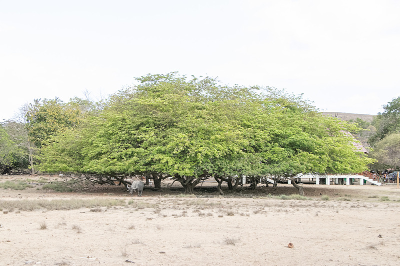 公園内には猿や水牛の姿も。レンジャーの「彼ら（コモドドラゴン）の食事だよ」という説明に少々驚いた。夜行性のコモドドラゴンは水牛を群れで襲うこともあるとのこと