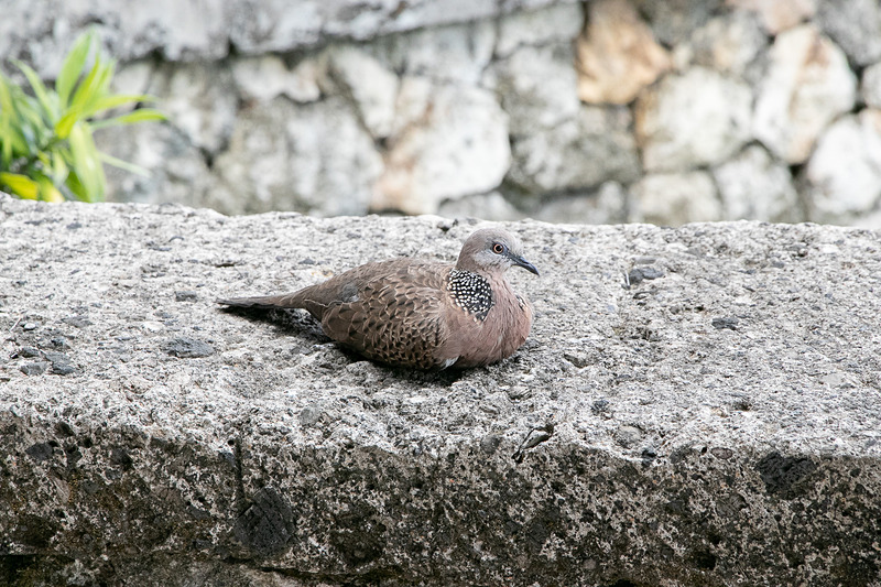 食事中にもいろいろな種類の鳥がやってきて目を楽しませてくれる