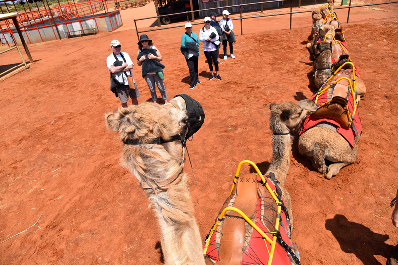 ラクダビュー。後方から順番に鞍に乗っていく