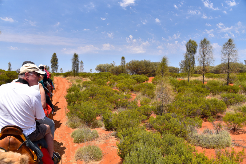 マートルやデザートオークの解説を聞きながらトコトコと進む