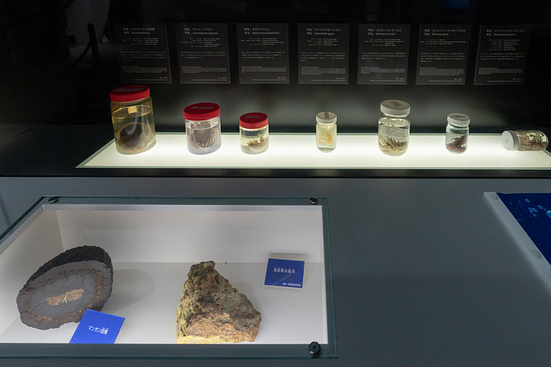 海ゾーンの展示