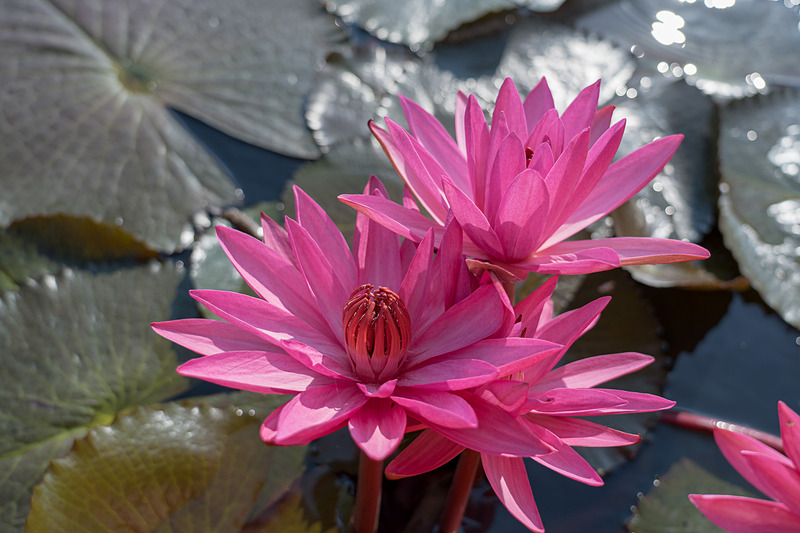 鮮やかな赤がきれいですわ～