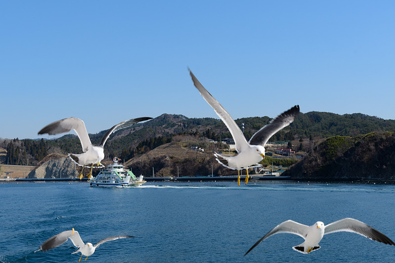 定期便がなくなるのをさびしく思うのはうみねこも同じかも。船からご飯を挙げる人が多く、船の周りにはうみねこが多く集まってくる