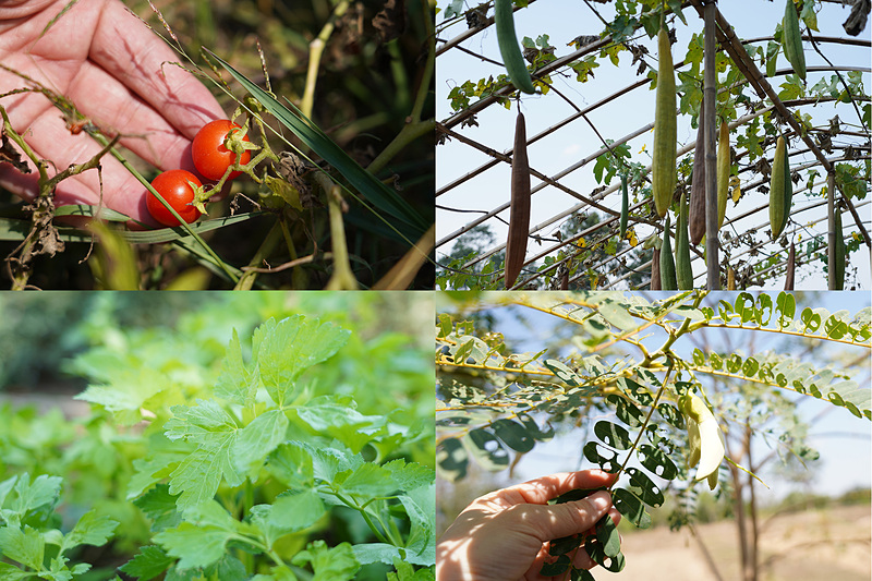 左下の花のつぼみが、このあと食べたソムタムに入っていました