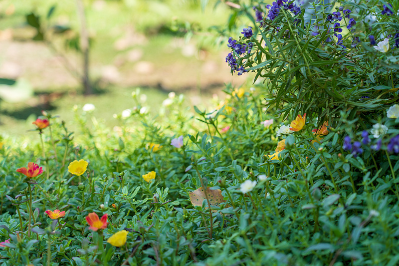 お花が大好きというプーさん。ハーブに混じっていろいろな花が咲いていました