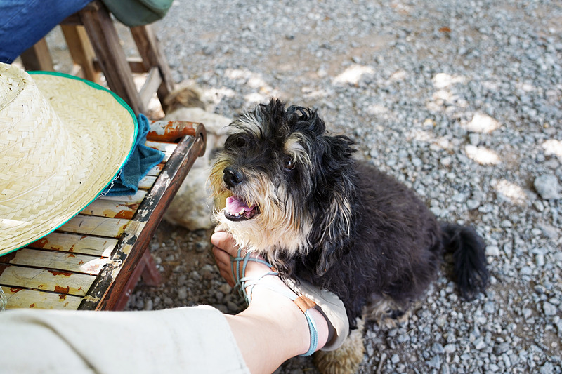 メキン・ファームにいる人懐っこいワンコ