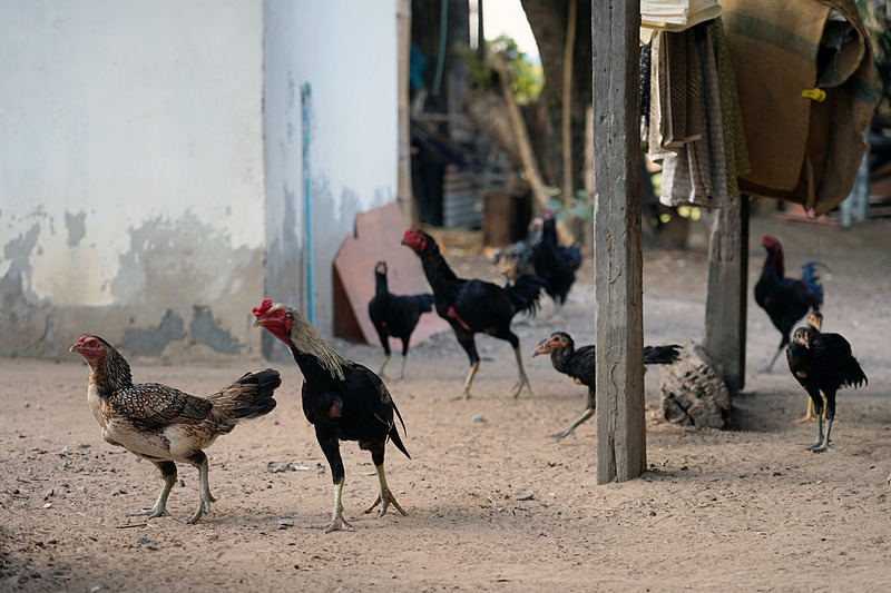 まわりを見ればチャボがコッコッコッコッと放し飼い