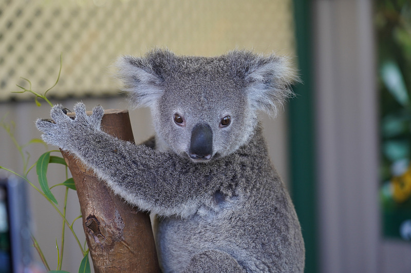 西オーストラリアにはコアラはいない（ユーカリの木が西にはないため）が、もちろん動物園ではコアラと触れ合える体験ツアーは用意されている