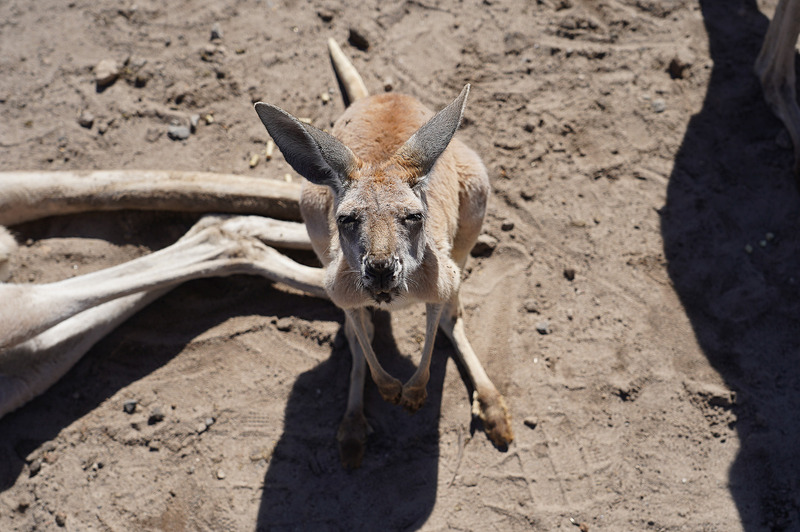 オーストラリアを代表する動物の1つであるカンガルー