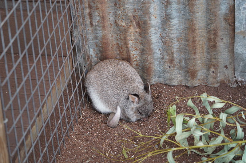 パース近郊のロットネスト島にしかないというクオッカ