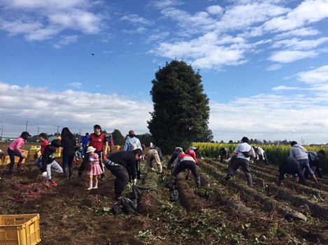 さつまいも収穫の様子