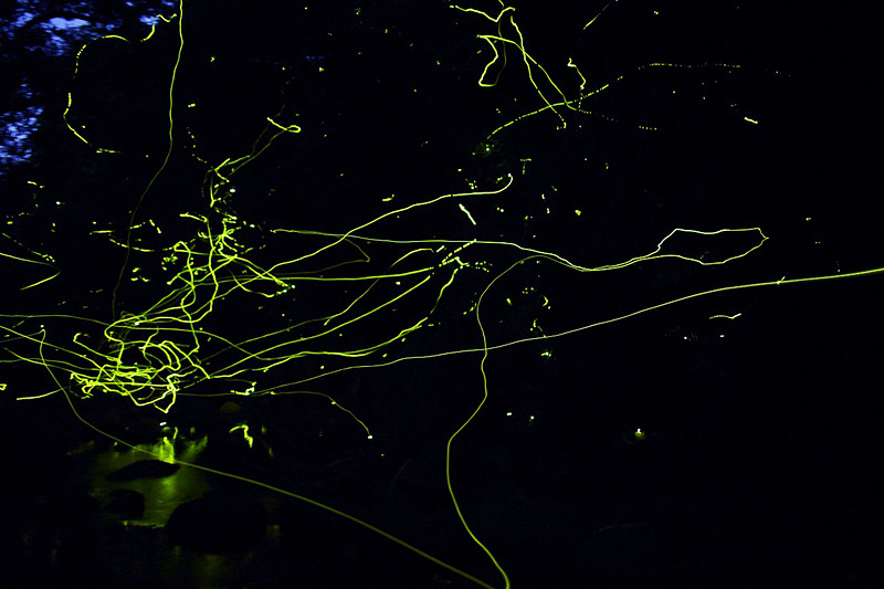 久米島町観光協会が「クメジマボタル観賞会」を開催する