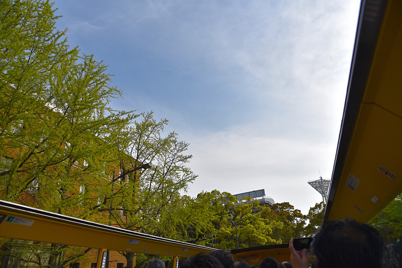 空を見上げると、新緑が目に飛び込んできた