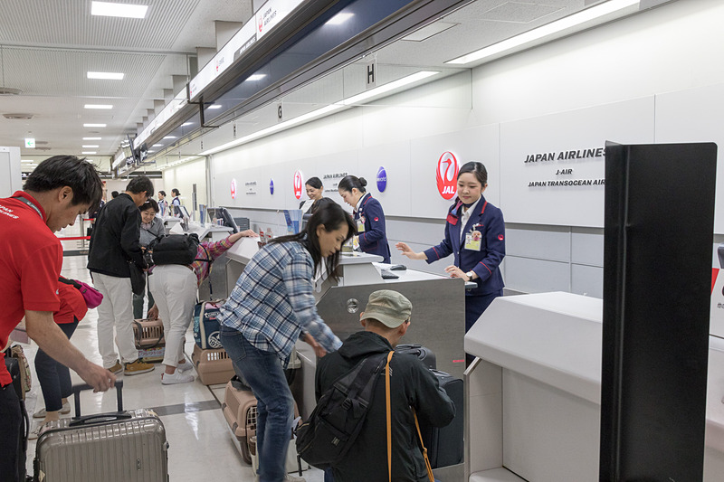 カウンターでチェックインして搭乗券を受け取るが、通常フライトとは異なりクレートを持って搭乗口まで向かう