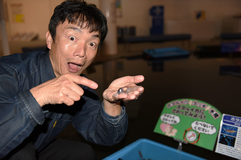 「富山湾の神秘」と称される特別天然記念物のホタルイカに触れることができる、ほたるいかミュージアムの入場料は通常大人800円、小人400円だが、この時期はクーポンで割引を実施中。TEL：076-476-9300