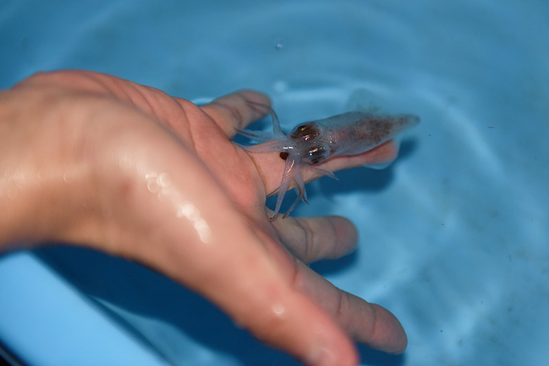 「富山湾の神秘」と称される特別天然記念物のホタルイカに触れることができる、ほたるいかミュージアムの入場料は通常大人800円、小人400円だが、この時期はクーポンで割引を実施中。TEL：076-476-9300