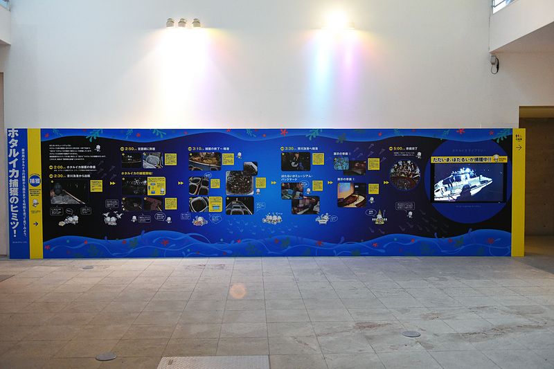 「富山湾の神秘」と称される特別天然記念物のホタルイカに触れることができる、ほたるいかミュージアムの入場料は通常大人800円、小人400円だが、この時期はクーポンで割引を実施中。TEL：076-476-9300