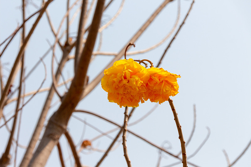 時期が過ぎていたので花が少なく寂しいが、名称にも使われているスパンニガーの花