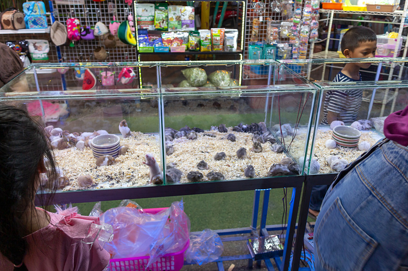 ペット用なのかいろいろな生き物を売るショップ