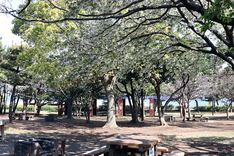 こちらは第一キャンプ場。大きな木が植えてあり、夏場でも涼しそうだ