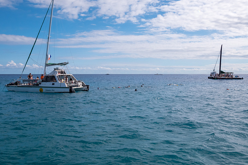本物のホヌ（ウミガメ）と邂逅。思わぬ出会いに幸せを感じる