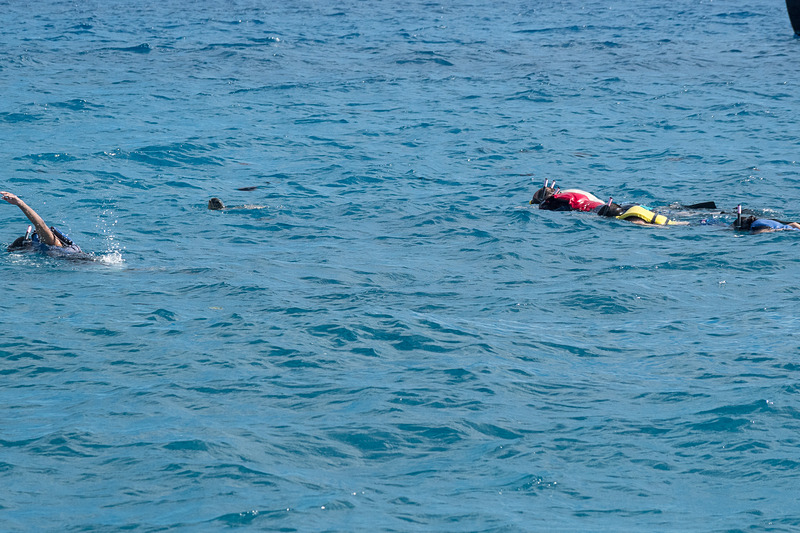本物のホヌ（ウミガメ）と邂逅。思わぬ出会いに幸せを感じる