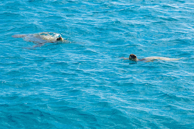 本物のホヌ（ウミガメ）と邂逅。思わぬ出会いに幸せを感じる