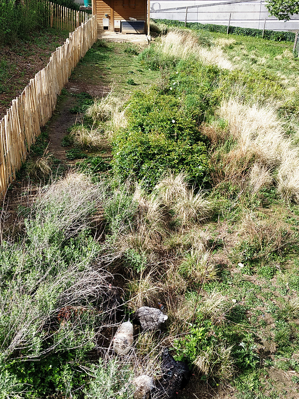 シテ科学産業博物館。目の前には古い品種だというニワトリが飼われています
