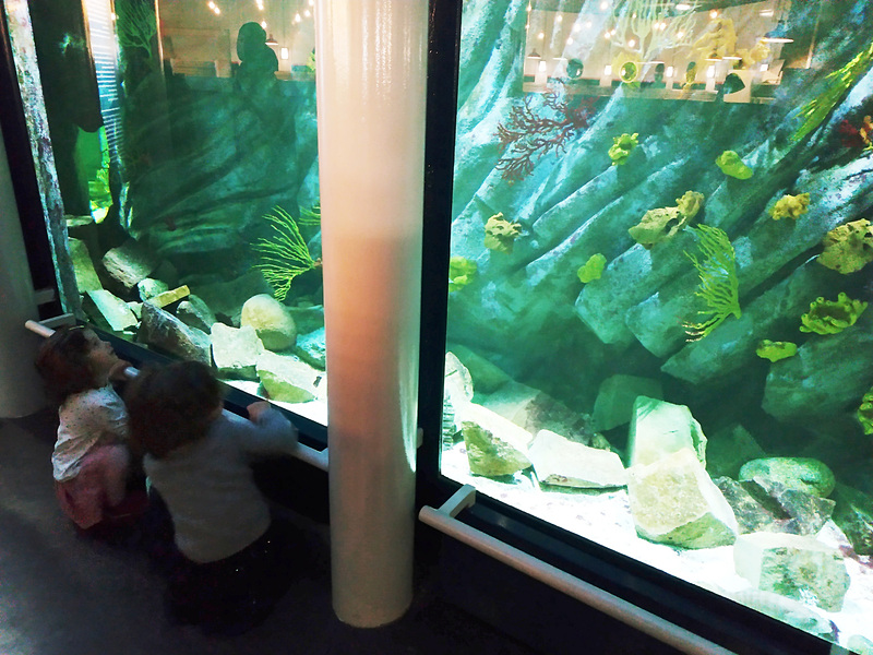 地下には小さいですが水族館も。ここは無料です