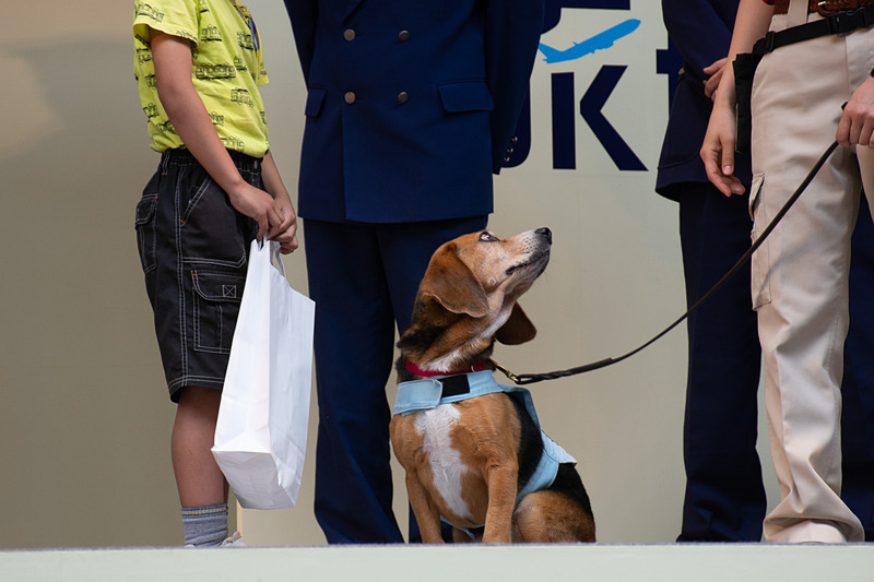 発見すると振り返って合図する