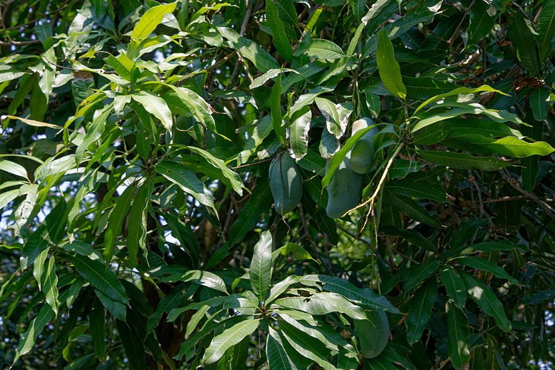 農園なので当たり前だが、そこらじゅうにフルーツが鈴なりになっている