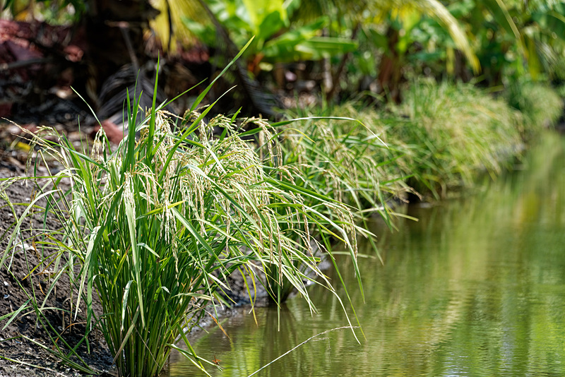 フルーツの収穫は月に1回程度とのこと。一部では米も栽培している