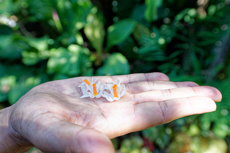 庭園にはドックラックやバーンマイルーロイなど、タイならではの花が咲いている