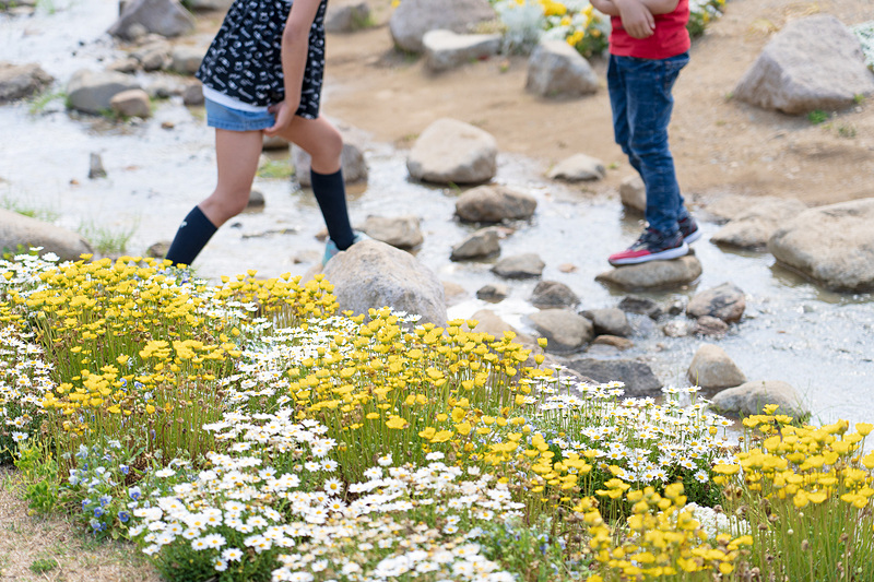 ムーミン谷のなかを流れる小川の周辺は花盛り