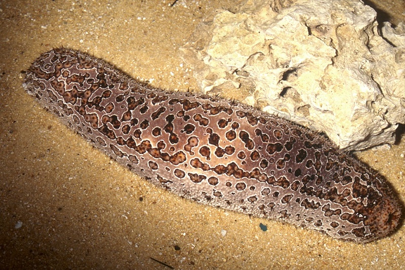 ジャノメナマコ